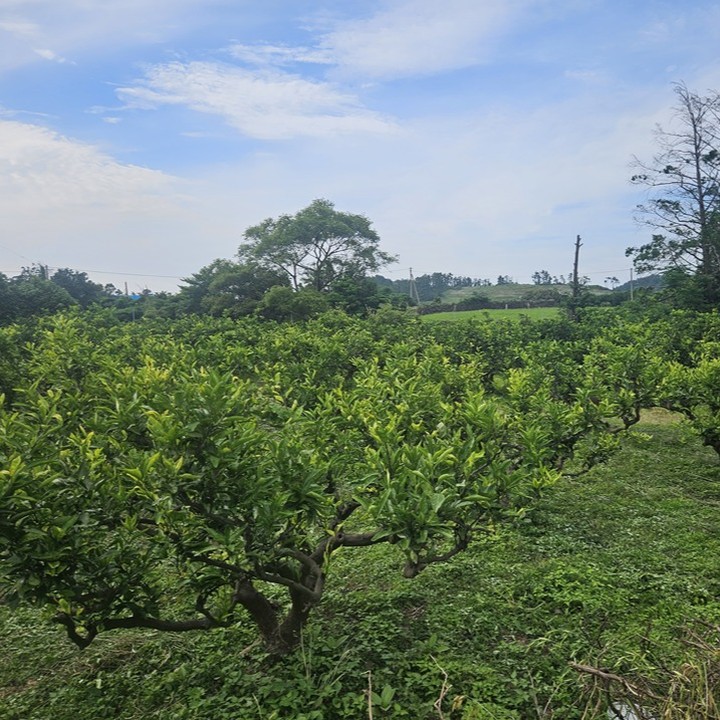 제주한의약연구원, 감귤잎서 혈당 개선 효과 ‘확인’(2024. 12. 26., 한의신문)

국제학술지 ‘Molecular Sciences’에 연구논문 게재
송민호 원장 “감귤잎, 감귤산업 경쟁력 강화에 활용할 것”

 제주 감귤잎 추출물이 식후 혈당 개선에 우수한 효과를 나타낸다는 연구결과가 발표됐다.

제주한의약연구원(원장 송민호)과 권영인 한남대학교 식품영양학과 교수팀은 이같은 내용을 담은 ‘Jeju Citrus (Citrus unshiu) Leaf Extract and Hesperidin Inhibit Small Intestinal α-Glucosidase Activities In Vitro and Postprandial Hyperglycemia in Animal Model’이라는 제하의 연구논문을 국제학술지 ‘Molecular Sciences’ 최신호(mdpi.com/1422-0067/25/24/13721)에 게재했다고 밝혔다.

제주한의약연구원에 따르면 감귤잎은 감귤 수확 전 가지치기 작업에서 발생하는 부산물로, 그동안 대부분 폐기되던 자원이었으나 연구팀은 감귤잎이 차세대 감귤 자원으로서 성장 가능성을 염두에 두고, 다양한 바이오 소재 활용 연구들을 지속해 왔다. 

연구팀은 감귤잎 추출물이 식후 급격한 혈당 상승을 억제, 당뇨환자 및 고 탄수화물 섭취성향을 갖는 일반인의 혈당조절 여부에 대해 평가했으며, 양성대조물질로는 개별인정형 혈당개선 원료를 사용했다.

연구 결과 감귤잎 추출물과 지표물질인 ‘Hesperidin’은 유의적으로 양성대조물질과 동등 혹은 그 이상으로 식후 혈당 상승을 감소시키는 한편 혈당, 당화혈색소, 장기무게, 지방무게 등에 대한 혈당조절 마커들도 효과적으로 감소시키는 것으로 나타났다.  

이에 제주한의약연구원은 관련 원천기술에 대한 특허 출원과 함께 추가적인 임상연구를 계획하고 있다. 

송민호 원장은 “앞으로 감귤잎을 제주도 감귤산업의 차세대 소재로 활용하기 위한 연구개발을 지속해 나가겠다”면서 “이를 통해 감귤잎을 유용한 자원으로 전환해 제주 감귤산업에 새로운 방향성 제시와 경쟁력 강화에 기여할 수 있도록 노력하겠다”고 밝혔다.

출처 : 한의신문(https://www.akomnews.com)

#제주한의약연구원 #감귤잎 #혈당개선 #국제학술지 #연구논문 #감귤산업경쟁력강화